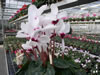 Bild cyclamen_07_jpg_jpg.jpg