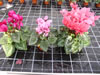 Bild cyclamen_08_jpg_jpg.jpg