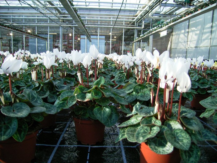 cyclamen_02.jpg