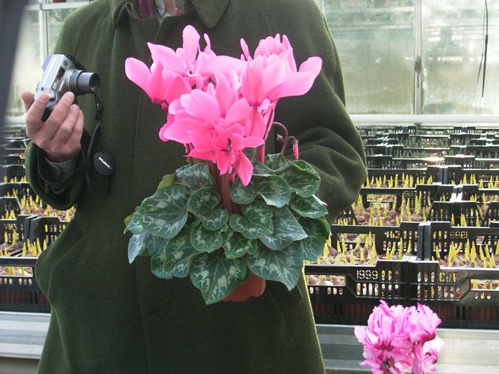 cyclamen_03.jpg