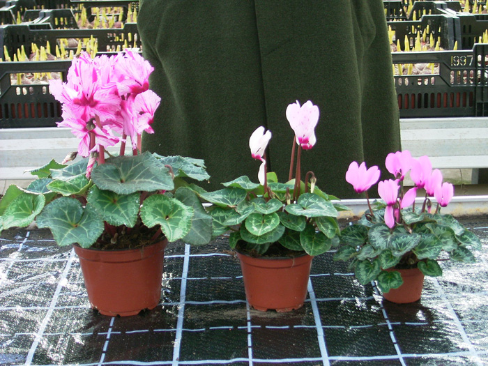 cyclamen_04.jpg