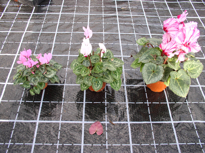 cyclamen_05.jpg.jpg
