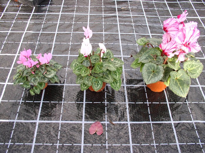 cyclamen_05.jpg.jpg