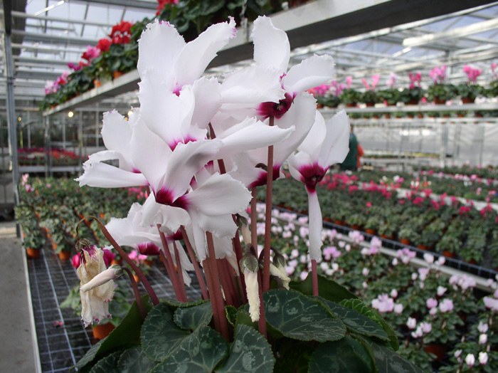 cyclamen_07.jpg.jpg