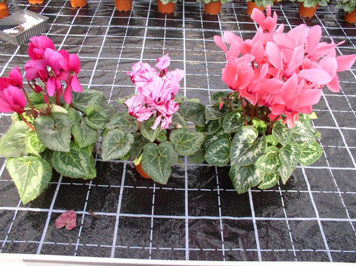 cyclamen_08.jpg.jpg