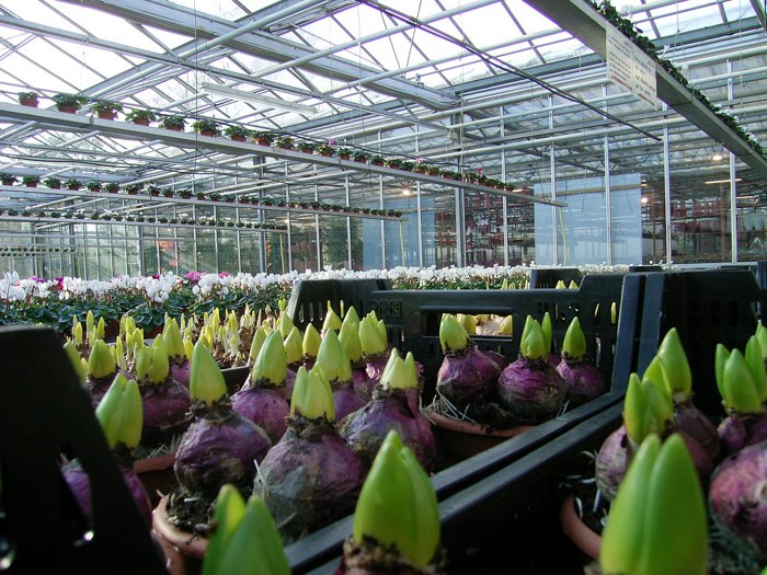 hyacinthus_01.jpg