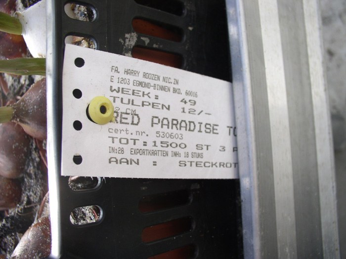 tulipa_etikett.jpg