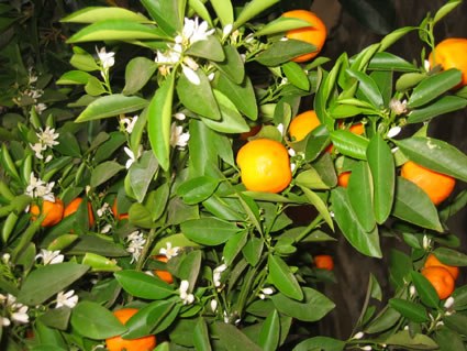 citrus_jpg.jpg