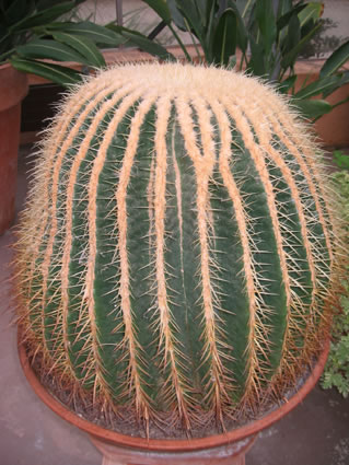 echinocactus_grusonii_jpg.jpg