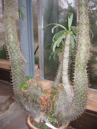 pachypodium_lamerei_jpg.jpg