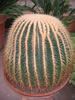 Bild echinocactus_grusonii_jpg.jpg