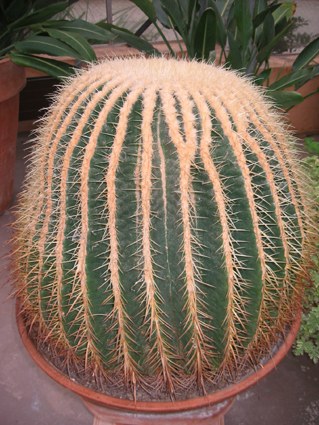 echinocactus_grusonii.jpg