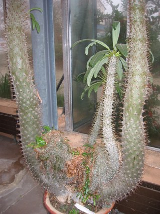 pachypodium_lamerei.jpg