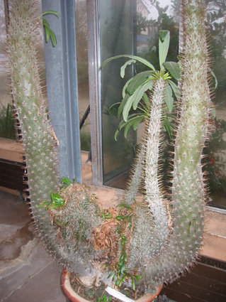 pachypodium_lamerei.jpg