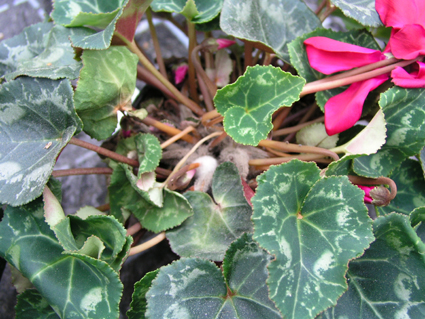 botrytis02.jpg