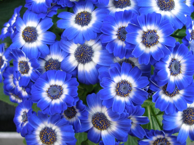 cineraria_04_jpg.jpg