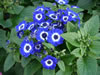 Bild cineraria_03_jpg.jpg