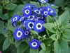 cineraria_03_jpg.jpg