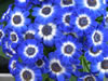 Bild cineraria_04_jpg.jpg