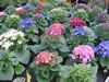 cineraria_05_jpg.jpg