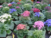 cineraria_05_jpg.jpg