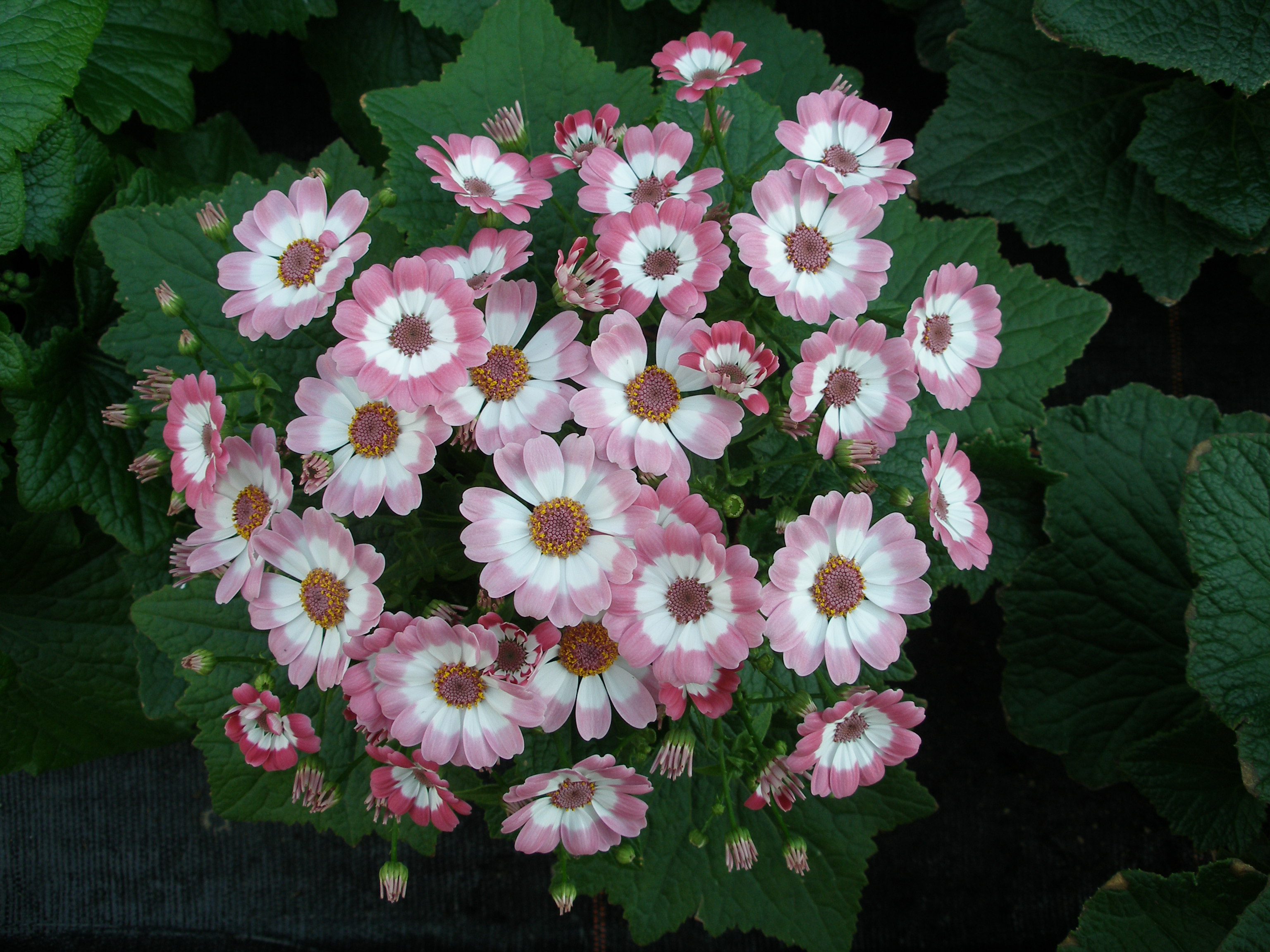 cineraria_01.jpg