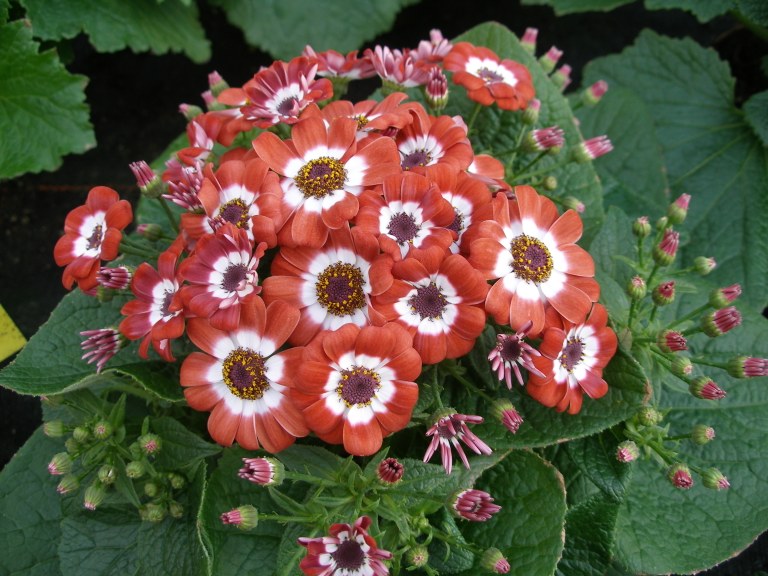 cineraria_02.jpg
