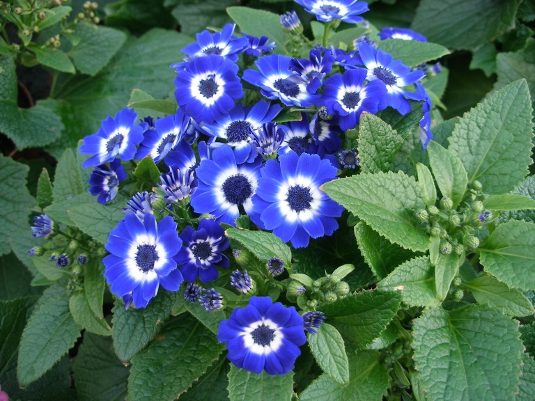 cineraria_03.jpg