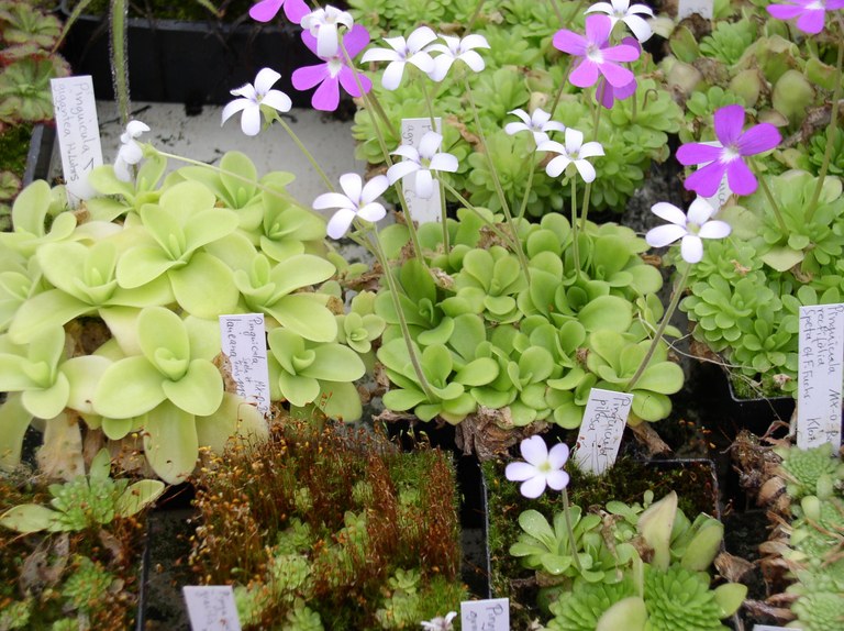 pinguicula_fettkraut_jpg.jpg