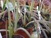 drosera_sonnentau_02_jpg.jpg