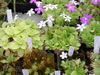 Bild pinguicula_fettkraut_jpg.jpg