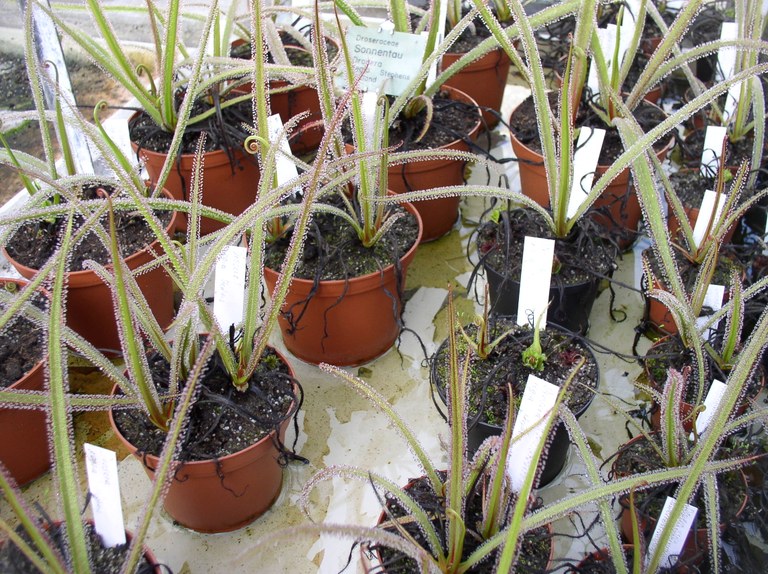drosera_sonnentau_01.jpg