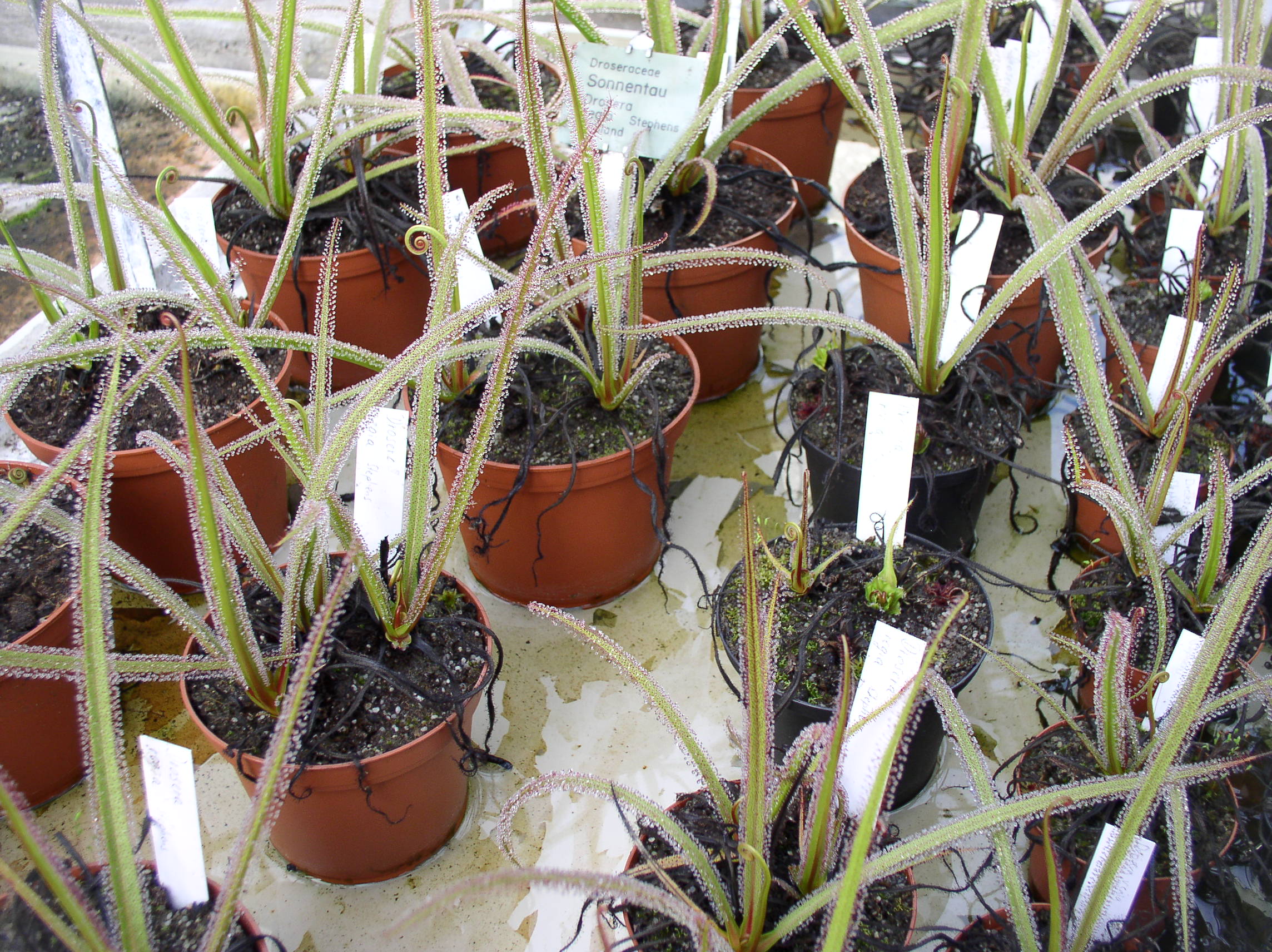 drosera_sonnentau_01.jpg
