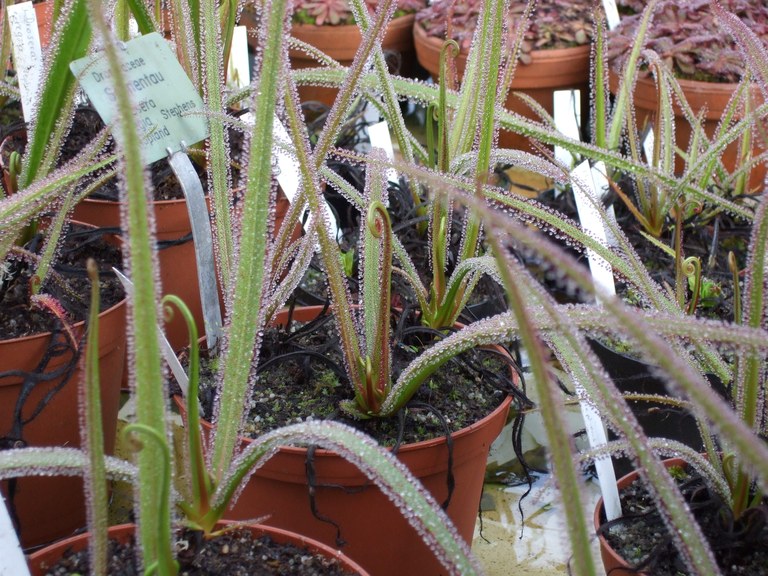drosera_sonnentau_02.jpg