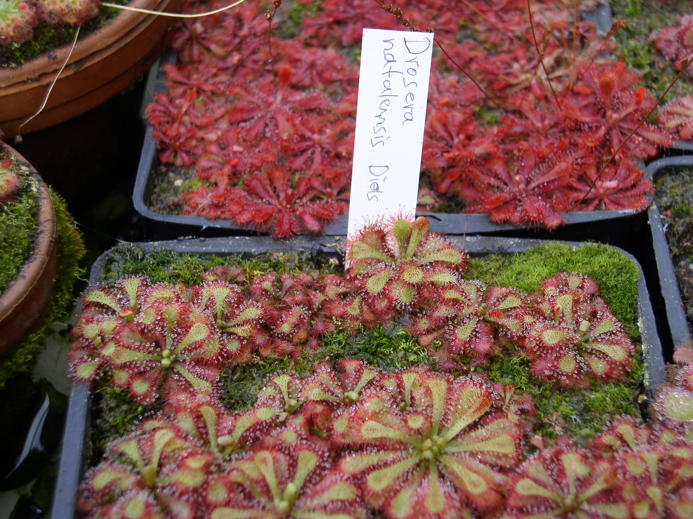 drosera_sonnentau_03.jpg