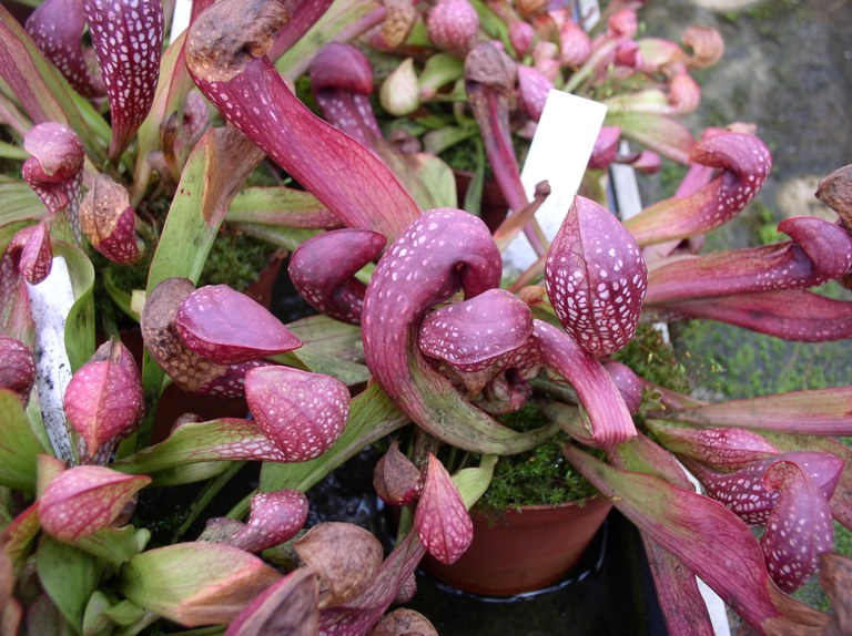 nepenthes_kannenstrauch.jpg