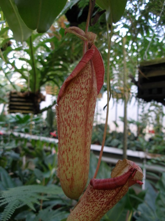 nepenthes_kannstrauch_02.jpg
