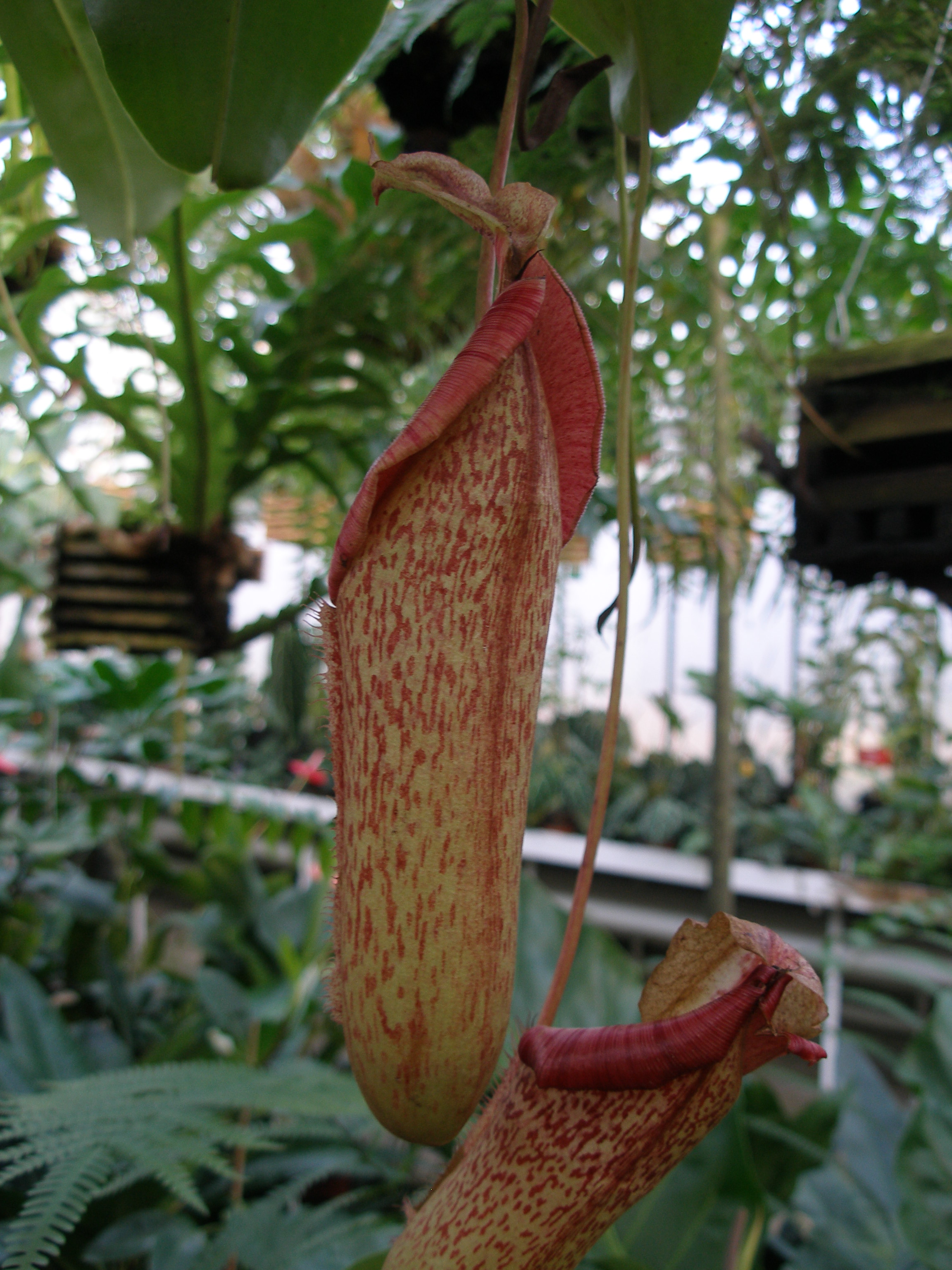nepenthes_kannstrauch_02.jpg