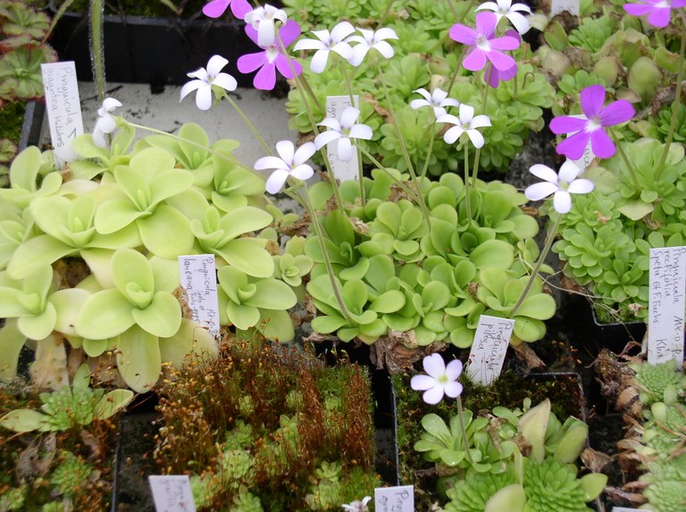 pinguicula_fettkraut.jpg