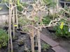 lantana_rueckschnitt_02_jpg.jpg