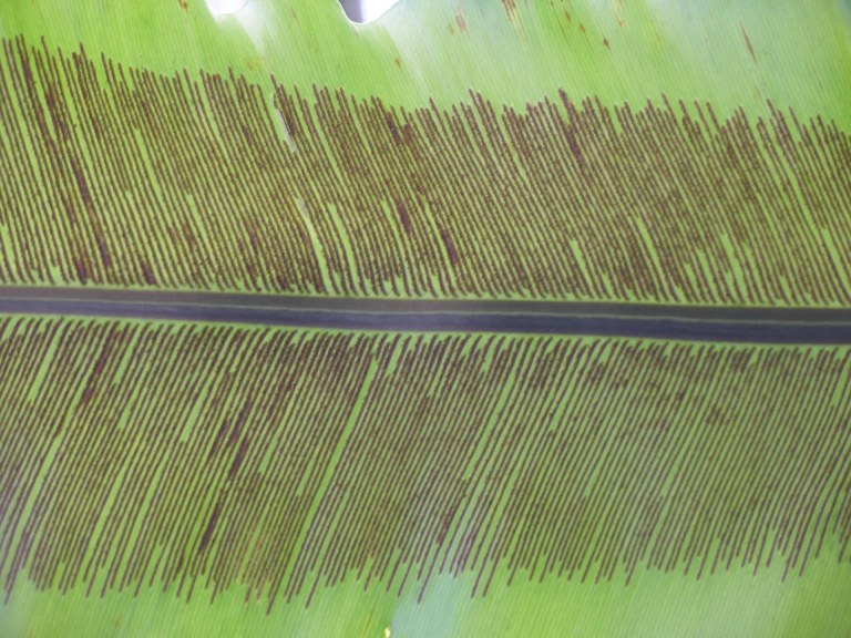asplenium_sporenlager_jpg.jpg