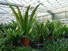 asplenium_nestfarn_jpg.jpg