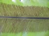 asplenium_sporenlager_jpg.jpg