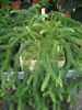 lycopodium_baerlapp_jpg.jpg