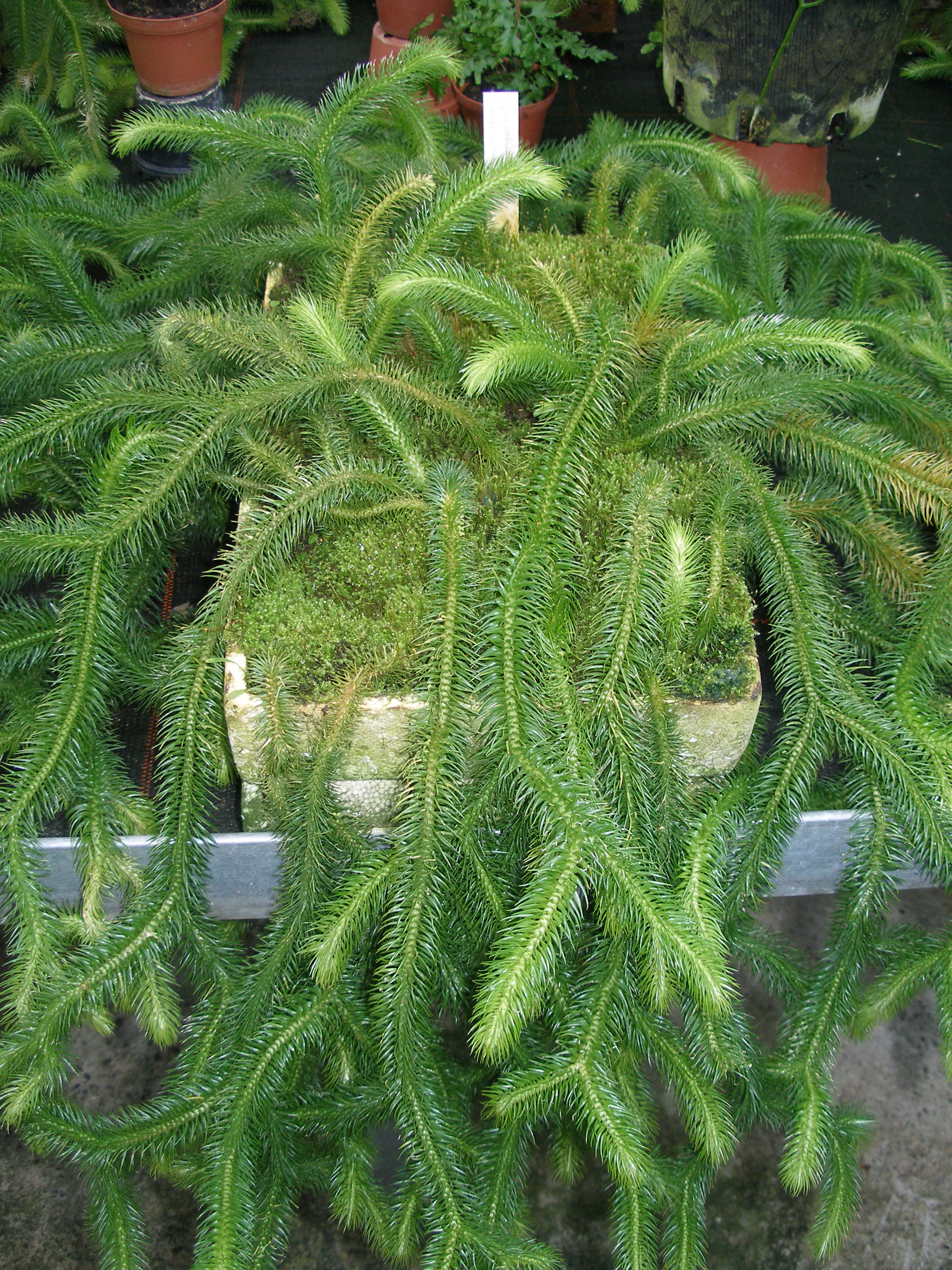 lycopodium_baerlapp.jpg