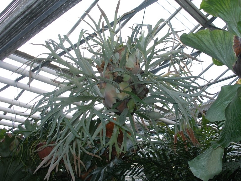 platycerium_geweihfarn.jpg