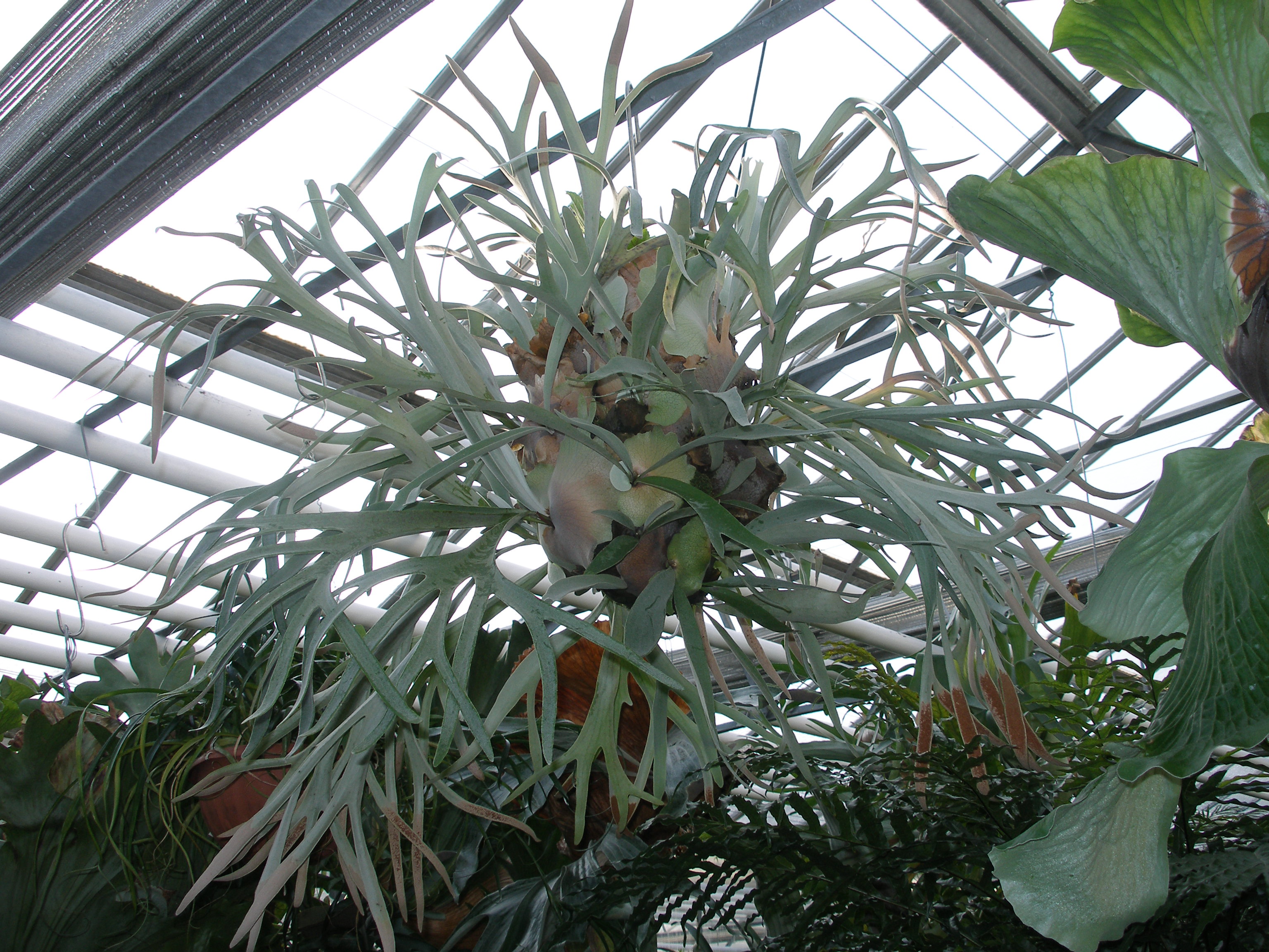 platycerium_geweihfarn.jpg