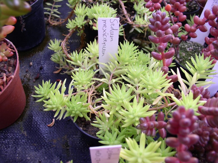 sedum_mexicanum_jpg.jpg