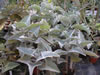 Bild kalanchoe_beharensis_jpg.jpg