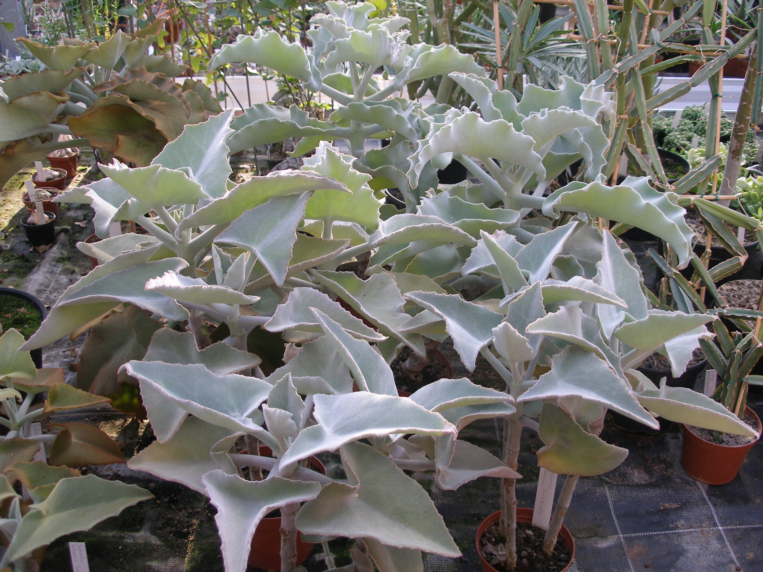 kalanchoe_beharensis.jpg